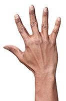 Retopologized 3D Hand scan Malachi Sugihen Indian Male